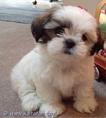 myydään Shih Tzu -pentuja www.koiratori.com-ilmoitus Meillä on terveitä pentuja valmiina uuteen ja ikuisesti ihanaan kotiinsa. Sopii hyvin lasten ja muiden lemmikkien kanssa, madotettu ja torjuttu, eläinlääkärin tarkastama. 1 naaras, 1 uros, erittäin tukevarakenteinen ja valmis muuttamaan. Erinomaisessa kunnossa, hyvä perheen lemmikki. Kaikki rokotukset annettu, myös sirutettu. Näillä pennuilla on upeat kuviot, ei hengitysvaikeuksia tai terveysongelmia, upea luusto, useita valioliiveja. Jos olet kiinnostunut tarjoamaan näille pennuille hyvän, ihanan ja huolehtivan kodin, ota meihin yhteyttä saadaksesi lisätietoja, kuvia ja toimituskuluja.