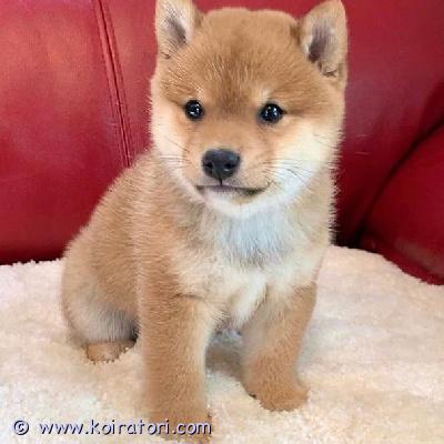 myydään Shiba Inun pennut www.koiratori.com-ilmoitus Meillä on terveitä pentuja valmiina uuteen ja ikuisesti ihanaan kotiinsa. Ne tulevat toimeen lasten ja muiden lemmikkien kanssa, madotettu ja hoidettu pois eläinlääkärin tarkastamana. 1 naaras ja 1 uros ovat erittäin rotevia ja valmiita muuttamaan. Erinomaisessa kunnossa, hyvä perheen lemmikki. Kaikki rokotukset annettu, myös sirutettu. Näillä pennuilla on upeat kuviot, ei hengitysvaikeuksia tai terveysongelmia, upea luusto, useita valioliiveja. Jos olet kiinnostunut tarjoamaan näille pennuille hyvän, ihanan ja huolehtivan kodin, ota meihin yhteyttä saadaksesi lisätietoja, kuvia ja toimituskuluja.