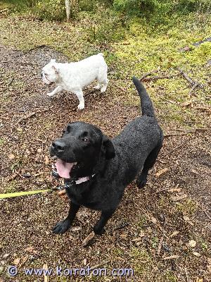 myydään labradorinnoutaja www.koiratori.com-ilmoitus Musta narttu labbis etsii loppuelämän kotia. Tarvii paljon liikuntaa ja aktiviteettiä. Johon ei tällä hetkellä ole resusresseja.  Puhdas rotuinen, eläinlääkärin todistus siitä. Terve koira. Sirutettu, rokotettu, madotettu. Kiltti, seurallinen koira. Tulee toimeen toisten koirien kanssa ja lasten. Mieluiten omakotitaloon tai rivitaloon, jossa paljon piha aluetta. Koiran tarvikkeita saa mukaan.