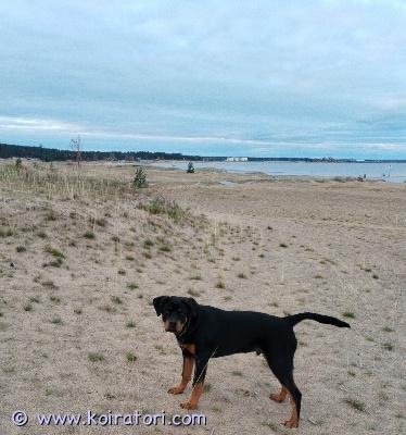 myydään rottweiler www.koiratori.com-ilmoitus Myydään 6kk ikäinen uros rottweiler rakastavaan kotiin. Meillä perheessä puhkesi astma ja joudumme luopumaan koirasta. Rottweiler on sirutettu, rokotettu+madotettu. Paperit löytyy. Tämä kaveri pysyy pihassa vapaana ja tottelee käskyt. Hihnassa myös mallikkaasti. Ei turhia hauku eikä pure. Mallikkaasti myös lasten ja isompien ihmisjoukkojen keskelläei hupikyselyitä ja vain ostoaikaiset yhteydenotot. 