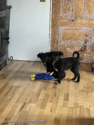 myydään sekarotuisia www.koiratori.com-ilmoitus Myydään 2 sekarotuista pentua – tyttö ja poikapennut ovat energisiä, iloisia ja leikkivät paljon. kummatkin vanhemmat ovat sekarotuisia.pennut ovat käyneet eläinlääkärin tarkastuksessa, läpäisseet terveystarkastuksen onnistuneesti ja saaneet mikrosirut.pennut luovutetaan vain hyvään ja pysyvään kotiin, jossa niistä huolehditaan rakkaudella. 