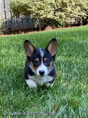 myydään corgi www.koiratori.com-ilmoitus Meillä on tarjolla sekä uros- että narttupentuja (welsh corgi pembroke).pembroke corgit tunnetaan ystävällisinä, älykkäinä, hellyydenkipeinä ja oppimishaluisina koirina. Ne ovat erinomaisia ??perhekoiria, tulevat hyvin toimeen lasten kanssa ja ovat luonteeltaan iloisia ja leikkisiä, tuoden siten iloa jokaiseen kotiin.jokainen pentu on:rekisteröity ikc:hensirutettueläinlääkärin tarkastamasäännöllisesti madotettu syntymästä lähtienrokotettu asianmukaisesti.