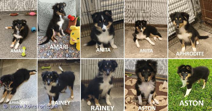 MYYDääN sheltie puppies www.koiratori.com-ilmoitus The kennel is selling sheltie puppies, tricolor. They are 3.5 months old.  there are 3 girls (amari, anita, aphrodite) and 2 boys (rainey, aston) available.  the puppies are healthy and allergy-free.  the boys are intact.  the puppies meet the breed standard.  they are friendly, playful, and always happy.  the puppies are ready to go to their new families.  each puppy comes with an ekl/fci pedigree, european passport, microchip, and a sales contract.  all vaccines have been done.  the parents are show dogs and health-checked.  i am available on whatsapp and viber.koiratarha myy shetlanninlammaskoira-rotuisia pentuja, kolmivärisiä. Ikä 3,5 kuukautta. Tarjolla on 3 tyttöä (amari, anita, aphrodite) ja 2 poikaa (rainey, aston). Pennut ovat terveitä, ilman allergioita. Poikien kivekset kunnossa. Pennut ovat rodun standardin mukaisia. Sosiaalisia, leikkisiä ja aina iloisia. Pennut ovat valmiita muuttamaan uuteen kotiin. Jokaisella pennulla on ekl/fci-sukutaulu, eurooppalainen passi, mikrosiru ja kauppasopimus. Kaikki rokotukset on tehty. Vanhemmat ovat näyttelykelpoisia ja terveystarkistettuja. Minulla on whatsapp ja viber.