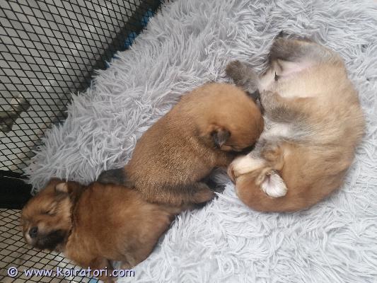 myydään pomeranian www.koiratori.com-ilmoitus Syntynyt 14.09.2026pennut ja niiden äiti ja isä ovat tavattavissa. Voitte tulla tutustumaan niihin luovutusikä alk 09.11.2026