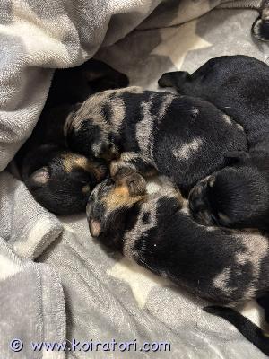 myydään rottweilermixit www.koiratori.com-ilmoitus 29.9.2026 syntyneitä aivan ihania rottweiler-aussiemix pentuja, jotka etsivät omia rakastavia kotejaan. Vapaana vielä yksi uros ja muutama narttu. Pentujen luovutus 17.11.2026 alkaen. Pennut käyvät eläinlääkärin tarkastuksessa ja saavat sirut, sekä madotetaan asianmukaisesti kahden vkon välein. Kerrothan millaiseen kotiin pentu olisi tulossa ja vähän koira kokemuksestasi. Emä ja isä molemmat omia koiria, mahtavia luonteeltaan. Kerron mielelläni lisää ja vastaan kysymyksiin. Pennun varausmaksu on 250€, joka maksetaan pentua varattaessa ja loput 1200€ maksetaan pennun luovutuksen yhteydessä. Varausmaksua ei palauteta, jos peruminen tapahtuu ostajan puolelta. Valitettavasti ei osamaksu mahdollisuutta. Kuljetuksesta voidaan tarvittaessa neuvotella.