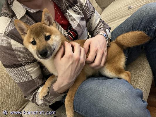 myydään shiba www.koiratori.com-ilmoitus Suloinen 5kk shiba uros etsii loppuelämän kotia muuttuneen elämäntilanteeni vuoksi. Luca on kiltti, tottunut lapsiin sekä muihin koiriin. Sisäsiisteys hyvällä mallilla, ilmoittaa kun pitää mennä ulos. Osaa olla yksin jo eikä hauku :). Rokotettu, madotettu ja rekisteröity. Kerrotko millaiseen kotiin luca pääsisi. Osamaksu 2 erässä sopii, jos teemme kennelliiton sopimuksen maksusta allekirjoituksineen.