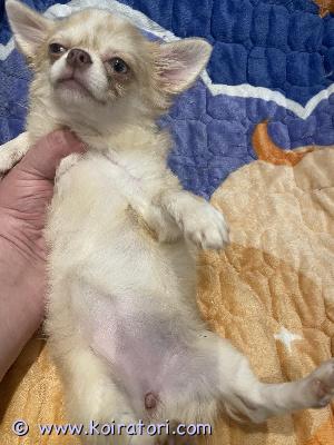 MYYDääN chihuahua www.koiratori.com-ilmoitus Long-haired girl. Merle color. Born on june 9, 2026. All vaccinations done, rabies shot, europass, microchip, sales contract. Weight today 1800 grams. Sales contract. Delivery to helsinki länsisatama possible for an extra fee.
