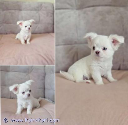 MYYDääN chihuahua www.koiratori.com-ilmoitus Pitkäkarvainen chihuahuan poikapentu etsii rakastavaa kotia. Ikä 2,5 kk. Väri valkoinen ja siniset silmät. Pentu on sirutettu, tarkastettu eläinlääkärillä, todettu täysin terveeksi (eläinlääkärin todistus).pentu on säännöllisesti madotettu. Avoin, tasapainoinen ja reipas luonne. Vanhemmat ovat terveystutkittuja ja terveitä.pentuun ja molempiin vanhempiin voi tulla tutustumaan paikan päälle. mukaan tulee kirjalliset ja yksilöidyt pentuohjeet, sekä kattava pentupakkaus. lisätietoja, kuvia ja videoita voi kysellä soittamalla tai kirjoittamalla. tervetuloa!