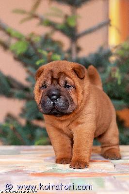 myydään sharpei www.koiratori.com-ilmoitus Varattavissa shar peipentuja.soveltuu hyväksi näyttely koiraksi tai ihan kotiin rakastettavaksi kaveriksi.pennut ovat eläinlääkärin tarkistamat, rekisteröidyt, sirutetut ja rokotetut.tiedustelut puhelimitse :+358417964061.+37253304995ilmoittaja: hill / hki/viropuhelin: +37253304995 tai +358417964061