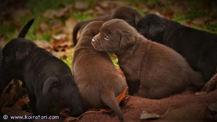 myydään labradorinnoutaja www.koiratori.com-ilmoitus Mustat ja suklaanväriset labradorinnoutajan pennut etsivät hyviä koteja. Pennuilla on viron kennel-liiton rekisteripaperit ja mikrosiru. Ne ovat valmiita muuttamaan uusiin koteihinsa marraskuun puolivälissä. Vanhemmat on terveystarkastettu hyvin tuloksin. Yhteydenotot mieluiten whatsapp-viestillä: +372 56567874 http://irwlend.edicypages.com/home-labrador