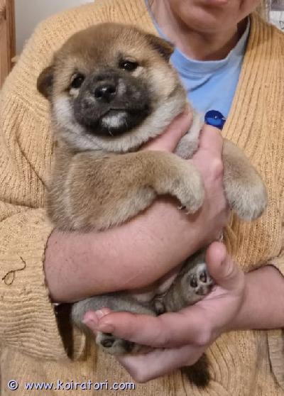 myydään shiba www.koiratori.com-ilmoitus Virossa syntyneet EKL/FCI-rekisteröidyt shibanarttupennutKolme punaista shibanarttupentua syntyi Virossa 11.9.2026. Kaksi pentua on vielä vapaana. Pennut ovat luovutusvalmiita aikaisintaan 7.11.2026. Etsimme pennuille vastuullisia ja rakastavia koteja.Pennut kasvavat kodissamme osana lapsiperheen tavallista arkea ja tottuvat perheen kahteen muuhun koiraan sekä muiden lemmikkieläinten läsnäoloon. Panostamme niiden varhaiseen sosiaalistamiseen. Molemmat vanhemmat ovat hyväluonteisia ja erinomaisia rotunsa edustajia. Ilmoituksen kuvissa ovat nähtävissä myös pentujen isä ja emä.Isä: Himitsu Wakai Takemikazuchi ”Wakai”EKL/FCI: est-02373/17c.i.b., maailman veteraanivoittaja 2025 sekä usean maan valiopolvet 0/0, lonkat a/a, kyynärät 1/1, silmät terveet, gm1 n/nEmä: Chilli Doggo Kingdom ”Ulla”EKL/FCI: est-00529/25näyttelyissä erinomainen, sertifikaatin arvoinen (sa) ja sertifikaatin (sert) saanutpolvet 1/0, lonkat a/a, kyynärät 0/0, silmät terveet.Uuteen kotiin lähtiessään pennut saavat mukaansa:• EKL/FCI-sukutaulun• EU-lemmikkieläinpassin• mikrosirun• iänmukaiset rokotukset ja säännölliset madotukset• kirjallisen kauppasopimuksen • kasvattajan jatkuvan tuen ja neuvonnan.Pennut luovutetaan eläinlääkärin tarkastamina.Suomeen myytävän pennun hintaan sisältyy Viron kennelliitosta tilattava export pedigree, jonka avulla ostaja voi rekisteröidä koiran Suomen kennelliittoon.Haluamme löytää jokaiselle pennulle kodin, johon sen luonne ja temperamentti sopivat mahdollisimman hyvin. Autamme mielellämme sopivan pennun valinnassa ja olemme omistajien tukena myös pennun muutettua uuteen kotiinsa.Kerrothan yhteydenotossasi hieman itsestäsi, perheestäsi ja siitä, millaista kotia olet pennulle tarjoamassa.yhteydenotot mieluiten whatsapp-viestillä: +372 5627 6616