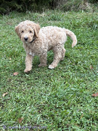 myydään labradoodle www.koiratori.com-ilmoitus Luovutusikäinen tyttöpentu rose etsii hyvää kotia, jossa ymmärretään niin turkin hoidon päälle kuin aktiiviselle koiralle mahdollisuus antaa tarpeeksi liikuntaa ja muuta tekemistä. Luovun vain jos sopiva koti löytyy. Isä on oma valko-ruskea isovillakoira ja emä tuttavan punainen isokokoinen labradoodle. Isä luustokuvattu terveeksi lonkat, kyynärpäät ja selkä. Emää ei ole vielä omistaja kuvannut. Rose on tullut minulle astutuspalkkana ja tarkoitus etsiä joko hyvä koti, sijoittaa tai jättää itselle. Koska minulla on jo itsellä isä ja siskopuoli ym niin siksi harkitsen myös myymistä, vaikka rose on todella ihana ja kaunis pikku riiviö.rose on tottunut liikkumaan vapaana pellolla muiden koirien kanssa, isoja osa. Tekee ulos tarpeensa jos vaan pääsee sinne oikeaan aikaan.hinta on tiukka, koska minun ei ole sitä pakko myydä ja minulle sillä on iso arvo.rosella on jo mikrosiru ja käynyt ell tarkastuksessakin, mistä todistus. On myös useamman kerran madotettu.