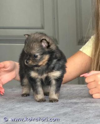 myydään pomchi www.koiratori.com-ilmoitus Kauniit pennut etsivät rakastavia loppuelämän kotejameillä on kolme suloista pentua, jotka etsivät turvallisia, rakastavia ja pysyviä koteja.pentujen emä roxy on rakas perhekoiramme, musta pomchi. Isä on upea pomeranian, jolla on kauniit siniset silmät.pentuja kasvatetaan turvallisessa ja rakastavassa ympäristössä, jossa ne saavat paljon huolenpitoa, rakkautta ja huomiota. Haluamme, että jokainen pentu pääsee vastuulliseen perheeseen, joka pystyy tarjoamaan sille rakkautta, seuraa ja hyvää hoitoa koko sen elämän ajan.ennen uuteen kotiin muuttamista pennut saavat seuraavat asiatmikrosirun tunnistamista vartenkirppuhoidonmadotuskäsittelynpennun aloituspakkauksenpenturuokaa helpottamaan uuteen kotiin siirtymistätutun peiton tuomaan turvaa uudessa ympäristössäluovutuspäivä on 30.10.2026.pentuja voi tulla tapaamaan viikonloppuisin etukäteen sovitusti. Näin tulevat omistajat voivat tutustua pentuihin ja saada lisätietoja ennen päätöksentekoa.etsimme pennuille vastuullisia ja rakastavia omistajia, jotka ymmärtävät koiran omistamiseen liittyvän vastuun ja ovat valmiita ottamaan uuden perheenjäsenen osaksi elämäänsä.jos olet aidosti kiinnostunut tarjoamaan jollekin näistä suloisista pennuista rakastavan loppuelämän kodin, lähetä meille viesti. Vastaamme mielellämme kysymyksiisi ja annamme lisätietoja pennuista.tärkeintä meille on löytää jokaiselle pennulle paras mahdollinen koti, jossa sitä rakastetaan, suojellaan ja hoidetaan hyvin monien vuosien ajan.
