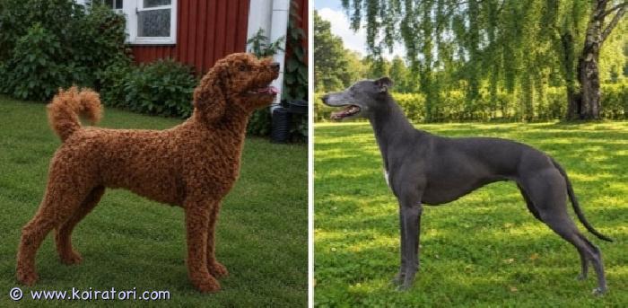 myydään whipoodle www.koiratori.com-ilmoitus Hieno whippet-villakoira mix pentue syntyi 8.10. 3 tyttöä ja 5 poikaa. muutama pentunen vielä varattavissa sen oikean kodin löydyttyä.emä whippet isä keskikoinen villakoirakummatkin vanhemmat mukavia ja helppoja koiria arjessa. Ystävällisiä toisille koirille ja ihmisille. Syvästi omaan perheeseensä kiintyviä ja helposti koulutettavissa. älykkäinä ja toiminnallisina koirina osallistuvat mielellään kaikkeen yhteiseen tekemiseen. Eivät kuitenkaan ole mitään hyperaktiivisia vaan osaavat hienosti rauhoittua tilanteen mukaan. whipoodle on loistava perhekoira, mutta sopii myös yksinäiselle kaveriksi. Se soputuu niin maalle, kuin kaupunkiin.vanhemmat ovat kenneliliittoon rekisteröityjä, virallisesti terveystutkittuja. Isä myös geenitestattuisä: silmät, polvet, sydän ok.emä silmät, sydän, lonkat, kyynärät ja selkä ok. mikäli kiinnostus yhdistelmää kohtaan heräsi ole yhteydessä puhelimitse. Kerron mielelläni lisää vanhemmista ja millaisia koiria näistä on odotettavissa. Aiempien kokemuksieni pohjalta.