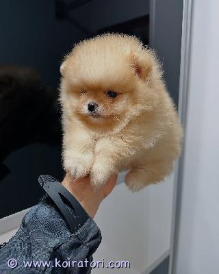 myydään Pomeranian-pennut www.koiratori.com-ilmoitus Meillä on uros- ja narttupentuja (100 % puhdasrotuisia). Ihania ja terveitä! eläinlääkärin tarkastamia, rokotukset ja loishäädöt ajan tasalla, varustettu mikrosirulla. Luonteeltaan upeita, ja niillä on erinomainen sukutaulu. Kaikki pentumme ovat ystävällisiä ja tulevat hyvin toimeen lasten sekä muiden lemmikkien kanssa. Ota yhteyttä, niin kerromme lisää, lähetämme kuvia ja sovimme toimituksesta.