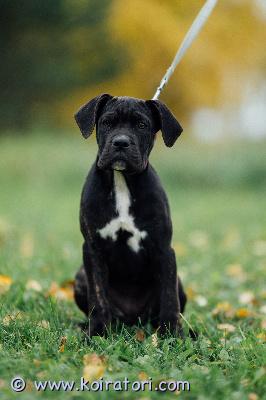 MYYDääN canecorso www.koiratori.com-ilmoitus Yksi kaunis narttupentu vielä odottamassa omaa rakastavaa perhettä 23.7 pentueestamme.reina on iloinen ja rohkea tyttö jolla kunnossa madotukset,rokotukset,siru ja passi ja pentu on eläinlääkärin tarkastama.reina on rekisteröity eestin kennelliitton.vanhemmat on hyväluonteiset ja terveet,molemmat näyttelyissä menestyneet.pennulle mukaan kattava pentupaketti ja kasvattajan tuki.mikäli olet hankkimassa pentua ja olet rotuun tutustunut ja sinulla on kaikki edellytykset tarjota hänelle hyvä ja huolehtiva koti,kerron mielelläni lisää puhelimitse tai whatsapissa +37255628699 (myös suomeksi)