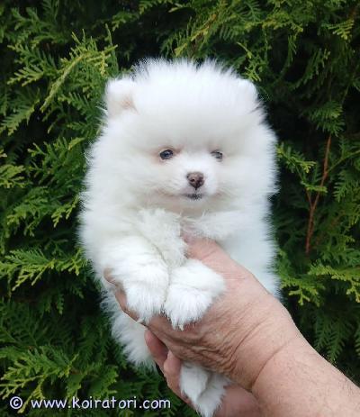 myydään Pomeranian www.koiratori.com-ilmoitus Pomeranian tyttö 2kk etsii oma rakastava koti.Ihana pieni tyttö on 2 kk, sirutettu,rokotettu, madotettu. Aktiivinen, ystävällinen, terve.Sopii hyvin rakastavaan kotiin lemmikiksi ja kaveriksi.Jos olet kiinnostunut laittaa viestiä kerrothan millainen koti sinulla olisi koiralle tarjota ja tervetuloa tutustumaan pentuihin.