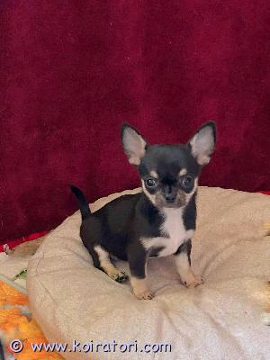 MYYDääN chihuahua www.koiratori.com-ilmoitus Kahden kuukauden ikäiset chihuahua-tytöt ja myös yksi uros  odottavat perhettään ja kotiaan, hyvänluonteisia, hyvin kehittyneitä ja sosiaalisia pentuja. Ne ovat mikrosirutettuja ja eläinlääkärin tarkastamia, ja ne on madotettu säännöllisesti. Ne luovutetaan rekisteröityinä ekl-fci-rotutodistuksella ja lemmikkipassilla varustettuina. Vanhemmat ovat ystävällisiä näyttelykoiria. Pennut ovat tottuneet muihin koiriin, ovat rohkeita ja aktiivisia. Jos olet kiinnostunut, ole valmis esittelemään itsesi ja perheesi, sillä haluan valita parhaan kodin ja sopivimman perheen.lähetä sähköpostia ilmoittajalle:irene.montvila@mail.ee