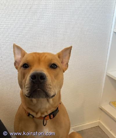 myydään monirotuinen www.koiratori.com-ilmoitus Etsitään uutta,vastuullista ja rodun tuntevaa kotia pian 8kk täyttävälle pittbull-mix nartulle koira on syntynyt suomessa 24.2.26,kotia etsitään muuttuneen elämäntilanteen ja ajan puutteen vuoksi luonteeltaan pennuksi rauhallinen ei haukku herkkä ja on tottunut pieniin lapsiin.on sosiaalinen,tykkää käydä koirapuistossa ja on innokas tapaamaan muita koiria peruskoulutuksen alkeet osaa,istuu,menee maahan,pysyy paikalla pyynnöstä.osaa olla osan päivästä yksin(emme yleensä ole koko päivää poissa).nuori voimakasrotuinen koira joten luovutetaan vain osaavan kotiin,el.lkr:n tarkastama,sirutettu 2.6.26,ruoka rekisterissä 22 6.26
