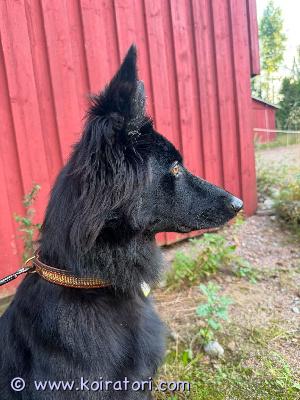 myydään sekarotuinen www.koiratori.com-ilmoitus Sakemanni mix narttu 1v. Kaunis noin 20-25kg.tottunut koiriin, hevosiin, kisoihin mutta kiusaa kissoja.ei osaa olla yksin metelöi lähinnä ja yrittää raapia ovia. Osaa temppuja istua ja maata ym. Kulkee päivät vapaana mukana heppatallissa mutta myös käyty lenkeillä narun kanssa.supikoirat ajaa pihasta ym. Sopii siis vain omakotitaloon metelöinnin takia ja vaatii uudelta omistajalta koulutustaitoa opettaa yksinoloon sekä jatkamaan muuta koulutusta. Tekee makupalan voimin mielellään kaikkea. Leikkinyt mielellään vapaana pihalla muiden isojen koirien kanssa. Etsitään uutta kotia koska kissat eivät saa olla rauhassa ja toinen pieni koira ei vieläkään hyväksy tätä koska on niin hoselo. Kaunis musta turkki jota täytyy välillä harjata, tassuissa harmaata. Laita sähköpostia ja kerro itsestäsi.