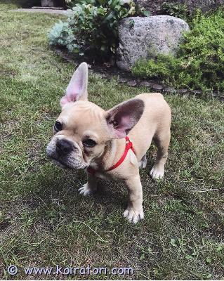 myydään ranskanbulldoggi www.koiratori.com-ilmoitus Tapaa max: uusi paras ystäväsi – valmis uuteen kotiintässä on max, aivan ihastuttava ranskanbulldoggipoika, joka etsii nyt omaa, pysyvää perhettään!max on syntynyt 30. Huhtikuuta, joten hän on juuri oikeanikäinen muodostaakseen syvän siteen uuteen perheeseensä. Hän on täydellinen esimerkki rodustaan: leikkisä, hellyydenkipeä, erittäin sosiaalinen ja todellinen mestari halitteluhetkissä. Olipa hän sitten hyppimässä ympäriinsä lelujensa kanssa tai kuorsaamassa pehmeästi aivan vieressäsi, max tuo välitöntä iloa mihin tahansa tilaan, johon hän astuu.kaikki tarvittava mukana – täysin valmis uuteen alkuun:haluamme, että maxin muutto uuteen kotiin sujuu mahdollisimman vaivattomasti ja stressittömästi. Hän on täysin valmis uuteen elämänvaiheeseensa:• terveys etusijalla: eläinlääkärin tarkastama, ja kaikki rokotukset ovat ajan tasalla.• kaikki asiakirjat mukana: maxin mukana tulevat eläinlääkärin terveystodistus, mikrosirun rekisteröintitiedot ja muut viralliset paperit.• kattava aloituspaketti: sinun ei tarvitse lähteä heti lemmikkitarvikekauppaan! maxin mukana tulevat kaikki hänen henkilökohtaiset tarvikkeensa, kuten hänen suosikkipetinsä, talutushihna, valjaat, ruokakupit sekä varasto hänen nykyistä penturuokaansa.voisitko sinä olla maxin uusi perhe?max etsii rakastavaa kotia, jossa häntä kohdellaan perheen täysivaltaisena jäsenenä. Koska ranskanbulldogit nauttivat suuresti ihmisten seurasta, max viihtyy parhaiten kodissa, jossa on runsaasti aikaa hellyydelle, ulkoilulle ja leikeille.vain vakavat yhteydenotot. Varmistamme huolellisesti, että max pääsee mahdollisimman turvalliseen ja rakastavaan kotiin. älä aikaile – tuo tämä pieni ilopilleri kotiisi! ota yhteyttä jo tänään, niin katsotaan, sopisiko hän täydellisesti juuri sinun elämääsi.