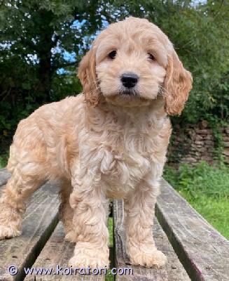 myydään cavapoo-pentuja www.koiratori.com-ilmoitus Meillä on uros- ja narttupentuja (100 % puhdasrotuisia). Ihania ja terveitä! eläinlääkärin tarkastamia, rokotukset ja loishäädöt ajan tasalla, varustettu mikrosirulla. Luonteeltaan upeita, ja niillä on erinomainen sukutaulu. Kaikki pentumme ovat ystävällisiä ja tulevat hyvin toimeen lasten sekä muiden lemmikkien kanssa. Ota yhteyttä, niin kerromme lisää; voimme myös lähettää kuvia ja sopia toimituksesta.