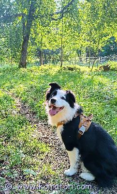 astutukseen aussiebordercolliemix www.koiratori.com-ilmoitus ETSITÄÄN UROSTAHilma on 1/4 bordercollie ja 3/4 australianpaimenkoira.Haaveissa olisi ensi kevään juoksuihin, mikään pakko ei ole jos ei sopivaa urosta löydy.Hilma on käynyt kuvattavanaa/a lonkat0/0 kyynärätEikä todettu mitään perinnöllisiä silmäsairauksia.Toiveissa olisi paimenrotuinen uros tai sekarotuinen jossa aussia tai bordercollieta yhtenä rotuna.Hyväluontoinen, terve ja kuvattu uros hakusessa.