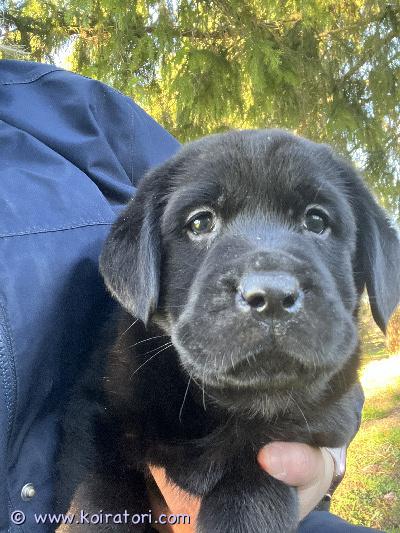 myydään labradorinnoutaja www.koiratori.com-ilmoitus  28.8.2026 syntyneet näyttelylinjaiset pennut (yksi tyttö ja kaksi poikaa) etsivät uusia koteja. * ell tarkistus ja sirutus 21.10.2026 * madotettu asianmukaisesti 2, 4, ja 6 viikkoisina* uusi omistaja huolehtii ensimmäisestä rokotuksesta 12 viikon iässä. * vanhempia eikä pentuja ei ole rekisteröity kennelliittoon.  *luovutus alkaa tällä viikolla pentujen ollessa 8 viikon ikäisiä. *pennut ovat kasvaneet kodinomaisessa ympäristössä, tottuneet ihmisten käsittelyyn ja arjen ääniin. Ne ovat reippaita, sosiaalisia ja uteliaita pieniä persoonia, joista kasvaa tasapainoisia perheenjäseniä oikeissa käsissä. *toivomme yhteydenottoja ihmisiltä, joilla on aikaa, sitoutumista ja halua tarjota koiralle pysyvä ja rakastava koti. * varausmaksu 200e, joka vähennetään kauppahinnasta luovutushetkellä. 