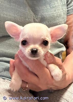 MYYDääN chihuahua www.koiratori.com-ilmoitus Chihuahua-tytöt odottavat perhettään ja kotiaan, hyvänluonteisia, hyvin kehittyneitä ja sosiaalisia pentuja. Ne ovat mikrosirutettuja ja eläinlääkärin tarkastamia, ja ne on madotettu säännöllisesti. Ne luovutetaan rekisteröityinä ekl-fci-rotutodistuksella ja lemmikkipassilla varustettuina. Vanhemmat ovat ystävällisiä näyttelykoiria. Pennut ovat tottuneet muihin koiriin, ovat rohkeita ja aktiivisia. Jos olet kiinnostunut, ole valmis esittelemään itsesi ja perheesi, sillä haluan valita parhaan kodin ja sopivimman perheen.lähetä sähköpostia ilmoittajalle:irene.montvila@mail.ee
