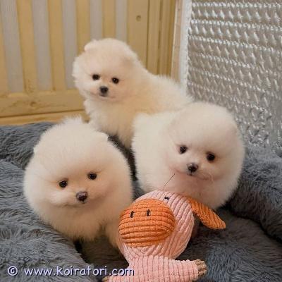 myydään pomeranian www.koiratori.com-ilmoitus Tapaa luna, molly ja max – kolme suloista pomeranian-pentua, joilla on pörröinen turkki, hellyttävät kasvot ja leikkisä luonne. Nämä hellät pienet ystävät odottavat pääsevänsä vastuuntuntoisiin ja rakastaviin koteihin, joissa ne saavat runsaasti huolenpitoa, huomiota ja hellyyttä.vapaana olevat pennut:???? luna — suloinen ja lempeä tyttöpentu???? molly — leikkisä ja hellyydenkipeä tyttöpentu???? max — hurmaava ja energinen poikapentumukana seuraa:* eu-lemmikkipassi* ajantasaiset rokotukset* madotus* terveystodistus* eläinlääkärin tekemä terveystarkastusetsimme jokaiselle pennulle vastuuntuntoista ja rakastavaa kotia.pennun varaaminen edellyttää varausmaksun maksamista perheeltä, joka on valmis aloittamaan hankintaprosessin.saat nopeimman vastauksen soittamalla tai lähettämällä whatsapp-viestin numeroon: +4915216458390.otathan yhteyttä vain, jos olet aidosti kiinnostunut ottamaan jonkun näistä kauniista pomeranian-pennuista perheeseesi. ??????