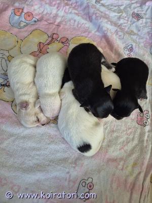 myydään chihuahua www.koiratori.com-ilmoitus Chihuahuan pennut myytävänäpennut ovat syntyneet 10. Syyskuuta 2026, ja ne ovat valmiita muuttamaan uusiin koteihin 5. Marraskuuta 2026 alkaen.vapaana olevat pennut:- yksi vaalea uros, josta tulee todennäköisesti pitkäkarvainen.- yksi vaalea narttu, josta tulee todennäköisesti lyhytkarvainen.- yksi vaalea particolor-narttu, josta tulee todennäköisesti pitkäkarvainen.- kaksi mustaruskeaa narttua, joista tulee todennäköisesti pitkäkarvaisia.- yksi pitkäkarvainen tricolor-narttu.joidenkin pentujen lopullinen turkinlaatu ei ole vielä täysin varma.pennut saavat mukaansa:- sukutaulun- rokotukset- terveystarkastuksen- mikrosirun- neljä madotuskäsittelyä- royal caninin pentupaketin, joka sisältää penturuokaamolempien vanhempien polvet on tutkittu polvilumpion sijoiltaanmenon varalta. Vanhemmat ovat terveitä ja tasapainoisia koiria, jotka eivät hauku liikaa.pennut kasvavat rakastavassa kotiympäristössä olohuoneessa. Ulkona sisäsiisteyteen totuttelu aloitetaan varhain, ja niiden sosiaalistamiseen sekä itsevarmuuden kehittämiseen kiinnitetään erityistä huomiota.pennut kasvavat vähintään viisivuotiaiden lasten ja muiden koirien kanssa.jokaisella pennulla on agria-vakuutus piilevien synnynnäisten vikojen varalta.kasvattaja kuuluu chihuahua-rotuyhdistykseen, on suorittanut kasvattajakoulutuksen ja on koulutettu koirankouluttaja.ota yhteyttä, jos olet kiinnostunut pennusta ja haluat lisätietoja.