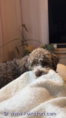astutukseen lagotto www.koiratori.com-ilmoitus Etsitään lagottourosta astutukseen 2 vuotiaalle hyväluonteiselle, kauniille lagottonartulle. Olethan rohkeasti yhteydessä, mikäli teiltä löytyisi sopiva lagottouros. Sovitaan korvauksesta yhdessä. 