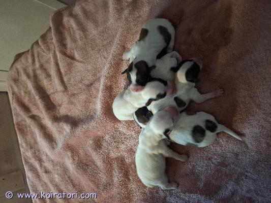 myydään cotondetulear www.koiratori.com-ilmoitus Cottosen pentusia varattavissa.pennut rekisteröidään suomen kennelliittoon.ennen luov el.lääkärin tark ja sirutus.luov 12.12 alkaen.koko perheen yhteinen pehmeä joululahja.