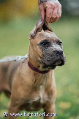 MYYDääN canecorso www.koiratori.com-ilmoitus Vielä omaa rakastavaa perhettä odottaa 14.6 syntynyt kaunis narttupentu.tyttö on eestin kennelliitton rekisteröity,madotukset hoidettu ja rokotukset kunnossa.eläinlääkärin tarkastama ja siruttama,eu-passi löytyy.vanhemmat on kansainvälisesti menestyneet,terveet ja hyväluonteiset ja molempiin saat tutustua kennelissämme.perusasiat on pennulle opetettuja näyttelyihin treenaus valmistautuen pentuluokkaan,samoin sisäsiisteys hyvällä mallilla.tyttö on sosiaalinen ja rohkea luonteentaan ja tottunut toisiin koiriin ja kissoihin.perheeltä odotamme rodun tuntemusta/rotuun tutustumista sekä edellytyksiä tarjota tytölle hyvä huolehtiva ja vastuuntuntoinen koti.näyttelyinostus plussaa mutta ei edellytys.mikäli tunnet olevasi oikea henkilö ja pennun hankinta on ajankohtaista kerron mielelläni lisää puhelimitse tai whatsapissa +37255628699(puhun myös suomea)