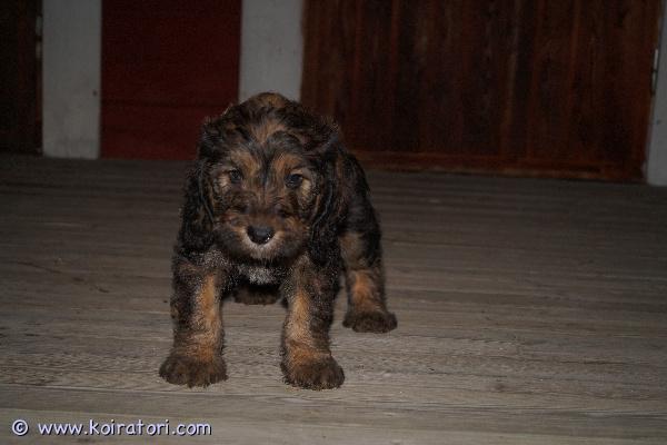 myydään Labradoodlepennut www.koiratori.com-ilmoitus Varattavissa 12.9.2026 Suomessa syntyneet labradoodlepennut. Pentujen emä on labradoodle ja isä keskikokoinen villakoira, pennuista odotetaan kasvavan noin 15-kiloisia. Pentuja syntyi kolme urosta ja kolme narttua. Yksi uros on ruskea, muut pennut ovat mustia. Jäljellä vielä yksi musta narttu sekä musta ja ruskea uros. Pennut etsivät vastuuntuntoisia ja pysyviä koteja, joihin muuttaa aikaisintaan 31.10.2026. Pennut luovutetaan eläinlääkärin tarkastamina ja mikrosiruttamina, rekisteröityinä ja useaan kertaan madotettuina. Meillä kasvaessaan pennut tottuvat ulkoiluun, lapsiin ja toisiin koiriin. Näille kasvaa trimmattava karva, jota yleisesti pidetään allergiaystävällisenä.Pennun hinta on 1600 €, josta varausmaksu on 300 €. Varausmaksua ei palauteta ostajan peruessa kaupan.Lisäilemme kuvia kotisivuillemme pentujen kasvaessa, valitettavasti emme pysty vastaamaan yksityisiin lisäkuvapyyntöihin.Pentuihin pääsee tutustumaan 19.10.2026 alkaen miltei koska tahansa.Kasvatustoimintamme on yritysmuotoista, joten ostamalla pennun meiltä turvanasi on kuluttajansuoja.Kotisivuiltamme löytyy lisää tietoa ja kuvia, myös vanhempien kuvat ovat kotisivuillamme.