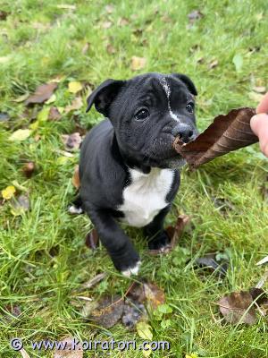 myydään staffibully www.koiratori.com-ilmoitus Ihana tyttö vailla omaa loppuelämän kotia.syntynyt 4.9.2025tullut juuri luovutusikään!luovutus heti / sopimuksen mukaan eläinlääkärin tarkastamina, sirutettuina ja madotettuina.molemmat vanhemmat ovat terveitä, kilttejä ja erittäin hyväluonteisia perhekoiria. äiti staffi, isä bully.kysy viestillä/soittamalla lisää!