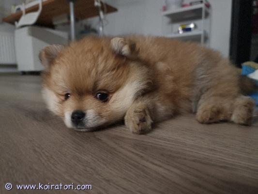 myydään pomeranian www.koiratori.com-ilmoitus Pennut ovat saaneet matolääkitykset.rokotus, mikrosiru ja eläinlääkärin terveystarkastus sekä terveystodistus 4.11.pennun äiti ja isä asuvat pennun kanssa, ja niihin voi tulla tutustumaan.pennut ovat luovutusvalmiita 9.11. Alkaen.