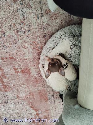 myydään chihuahua www.koiratori.com-ilmoitus Uros chihuahua värissä lilatan.synt. 1.3.2025 romaniassaeu passi on.elänyt lapsiperheessä ja tottunut isompiin koiriin (perheessä olevat). Koira on sisäsiisti, tottunut arjen kaikkiin ääniin.tyttären muuttuneen elämäntilanteen vuoksi koira etsii uutta kotia.kerron koirasta mielelläni lisää ja toivon että yhteyttä ottaessasi kerrot heti millainen koti sinulla on tarjota.