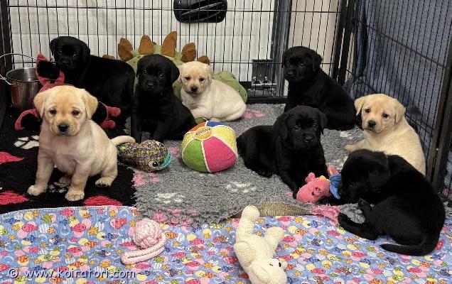 myydään labradorinnoutaja www.koiratori.com-ilmoitus Kennelissa perfect sweet dream on syntynyt 13.11 labradorinnoutajan pennut - vapaana 1 musta ja 1 keltainen uros. Vanhemmat on terveystarkastettu ja hyväluonteiset näyttelykoirat, äitillä myös työtulokset. Isä: hit of hit sheriff, hd:a/a, ed: 0/0, silmät ok. äiti: fullcool unforgettable, hd: a/a, ed: 0/0, silmät ok. Pennut on monta kerta saanut matolääken, sirutettu, tehdy ensimmäinen penturokotus ja omavat eu passin ja ekl rekisteritodistuksen (export pedigree) kun valmis muutamaan uusin koteihin alkaen 8.1.2026. Mukana tulee myös pentupaketti, kirjalliset ohjeet ja sopimukset suomeksi. Pennut kasvaa eläinlääkärin huolen alla ja saa kaiken parhan että elämän alku vois olla erinomainen. Kasvatusta jo vuodesta 2010. Jos olet kiinnostunut pennusta, ole hyvä ja kirjoitta heti vähän myös itsesta - eli mikä olisit suunnitelmat pennun kanssa, minkälaiset on koirakokemukset jm - kiitos. Lisäkuvia ja videoita meidän facebookin kotisivulla. Hinta 1400.
myydään labradorinnoutaja www.koiratori.com-ilmoitus Kennelissa perfect sweet dream on syntynyt 13.11 labradorinnoutajan pennut - vapaana 1 musta ja 1 keltainen uros. Vanhemmat on terveystarkastettu ja hyväluonteiset näyttelykoirat, äitillä myös työtulokset. Isä: hit of hit sheriff, hd:a/a, ed: 0/0, silmät ok. äiti: fullcool unforgettable, hd: a/a, ed: 0/0, silmät ok. Pennut on monta kerta saanut matolääken, sirutettu, tehdy ensimmäinen penturokotus ja omavat eu passin ja ekl rekisteritodistuksen (export pedigree) kun valmis muutamaan uusin koteihin alkaen 8.1.2026. Mukana tulee myös pentupaketti, kirjalliset ohjeet ja sopimukset suomeksi. Pennut kasvaa eläinlääkärin huolen alla ja saa kaiken parhan että elämän alku vois olla erinomainen. Kasvatusta jo vuodesta 2010. Jos olet kiinnostunut pennusta, ole hyvä ja kirjoitta heti vähän myös itsesta - eli mikä olisit suunnitelmat pennun kanssa, minkälaiset on koirakokemukset jm - kiitos. Lisäkuvia ja videoita meidän facebookin kotisivulla. Hinta 1400.