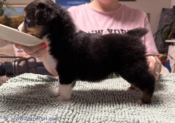 myydään pieniamerikanpaimenkoira www.koiratori.com-ilmoitus Marraskuun lopulla syntyneet, reippaat ja leikkivät pieniamerikanpaimenkoiranpennut etsivät itselleen aktiivisia koteja. Lisätietoja puhelimitse ja https://www.venajanbolonka.com/ myydään pieniamerikanpaimenkoira www.koiratori.com-ilmoitus Marraskuun lopulla syntyneet, reippaat ja leikkivät pieniamerikanpaimenkoiranpennut etsivät itselleen aktiivisia koteja. Lisätietoja puhelimitse ja https://www.venajanbolonka.com/