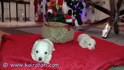 myydään bichonfrise www.koiratori.com-ilmoitus Suloiset bichon frisé pennut etsivät omia rakastavia kotejaan
kaksi ihastuttavaa bichon frisé -urospentua on syntynyt 6.12.2025, ja ne ovat valmiita muuttamaan uusiin koteihinsa 31.1. Alkaen.
pennut ovat reippaita, iloisia ja hyvin ihmisläheisiä. Bichon frisé on seurallinen ja hyväntuulinen rotu, jonka allergiaystävällinen turkki ja lempeä luonne tekevät siitä erinomaisen perhekoiran niin lapsiperheisiin kuin aikuisillekin.
pennut kasvavat kotioloissa osana perheen arkea. Ne ovat tottuneet lapsiin, päivittäiseen käsittelyyn sekä kodin tavallisiin ääniin ja tilanteisiin, mikä antaa niille hyvän pohjan uuteen elämään omassa kodissa.
luovutuksen yhteydessä pennut ovat:
eläinlääkärin tarkastamia
sirutettuja
useaan kertaan madotettuja
ensimmäinen rokotus jää uuden omistajan vastuulle.
etsimme pennuille huolehtivia, vastuullisia ja rakastavia loppuelämän koteja. Olet lämpimästi tervetullut tutustumaan pentuihin – ehkä juuri täällä odottaa uusi perheenjäsenesi ???? myydään bichonfrise www.koiratori.com-ilmoitus Suloiset bichon frisé pennut etsivät omia rakastavia kotejaan
kaksi ihastuttavaa bichon frisé -urospentua on syntynyt 6.12.2025, ja ne ovat valmiita muuttamaan uusiin koteihinsa 31.1. Alkaen.
pennut ovat reippaita, iloisia ja hyvin ihmisläheisiä. Bichon frisé on seurallinen ja hyväntuulinen rotu, jonka allergiaystävällinen turkki ja lempeä luonne tekevät siitä erinomaisen perhekoiran niin lapsiperheisiin kuin aikuisillekin.
pennut kasvavat kotioloissa osana perheen arkea. Ne ovat tottuneet lapsiin, päivittäiseen käsittelyyn sekä kodin tavallisiin ääniin ja tilanteisiin, mikä antaa niille hyvän pohjan uuteen elämään omassa kodissa.
luovutuksen yhteydessä pennut ovat:
eläinlääkärin tarkastamia
sirutettuja
useaan kertaan madotettuja
ensimmäinen rokotus jää uuden omistajan vastuulle.
etsimme pennuille huolehtivia, vastuullisia ja rakastavia loppuelämän koteja. Olet lämpimästi tervetullut tutustumaan pentuihin – ehkä juuri täällä odottaa uusi perheenjäsenesi ????
