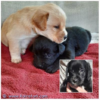 myydään Teddypennut www.koiratori.com-ilmoitus Luovutusikäiset ihanuudet! Kaksi sekarotuista teddynoutaja poikaa vielä vailla omaa rakastavaa kotia. Nämä suomalaiset noutajasekoitukset ovat 9 viikon ikäisiä. Toinen vaalea, toinen musta. Reippaita, iloisia, rakastavia. Luonne ja aikuiskoko kuten noutajilla. Ei tarvitse trimmausta. Sopivat perheisiin ja kavereiksi. Valmiit luovutukseen. Lisätietoja: tutustu teddynoutajien kotisivuihin: www.teddyretrievers.com ja ota yhteyttä. myydään Teddypennut www.koiratori.com-ilmoitus Luovutusikäiset ihanuudet! Kaksi sekarotuista teddynoutaja poikaa vielä vailla omaa rakastavaa kotia. Nämä suomalaiset noutajasekoitukset ovat 9 viikon ikäisiä. Toinen vaalea, toinen musta. Reippaita, iloisia, rakastavia. Luonne ja aikuiskoko kuten noutajilla. Ei tarvitse trimmausta. Sopivat perheisiin ja kavereiksi. Valmiit luovutukseen. Lisätietoja: tutustu teddynoutajien kotisivuihin: www.teddyretrievers.com ja ota yhteyttä.