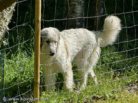 myydään pyreneittenkoira www.koiratori.com-ilmoitus Puhdasrotuinen pyreneittenkoiran narttu pentu etsii uutta kotia.
pentu on sirutettu ja pentutarkistettu 12.12.2025 ja madotettu säännöllisesti suositusten mukaan.
pentu on syntynyt suomessa 09.11.2025.
ensimmäinen rokotus on annettu 12 viikon ikäisenä.
pentu on ystävällinen ja seurallinen. Nukkuu yleensä jalkojen vieressä / päällä. On jo sisäsiisti. Tottunut toiseen koiraan ja kissoihin.
pentua saa tulla katsomaan ja tutustumaan.
yhteydenotot soittamalla, viestillä tai sähköpostilla.
myydään pyreneittenkoira www.koiratori.com-ilmoitus Puhdasrotuinen pyreneittenkoiran narttu pentu etsii uutta kotia.
pentu on sirutettu ja pentutarkistettu 12.12.2025 ja madotettu säännöllisesti suositusten mukaan.
pentu on syntynyt suomessa 09.11.2025.
ensimmäinen rokotus on annettu 12 viikon ikäisenä.
pentu on ystävällinen ja seurallinen. Nukkuu yleensä jalkojen vieressä / päällä. On jo sisäsiisti. Tottunut toiseen koiraan ja kissoihin.
pentua saa tulla katsomaan ja tutustumaan.
yhteydenotot soittamalla, viestillä tai sähköpostilla.